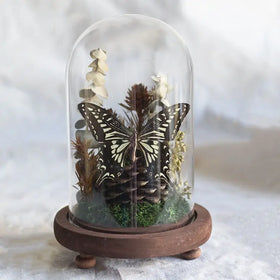 Original DIY-friendly Dried Flower Insect Home Decor Butterfly Specimens