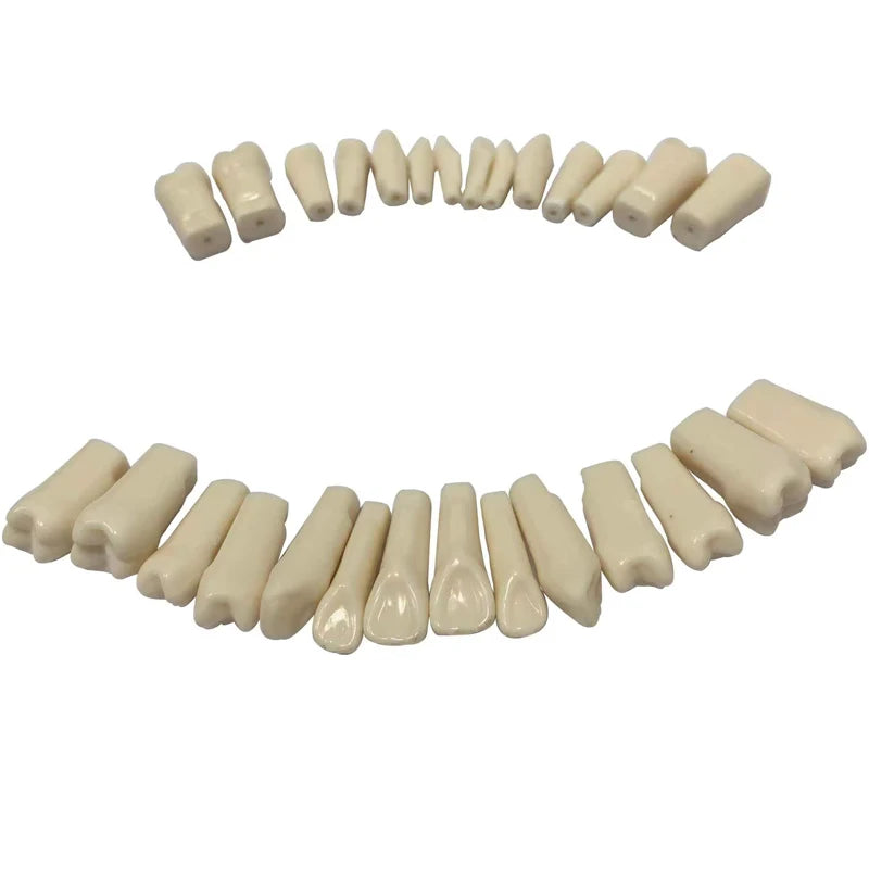 LK-OS202 32pcs Frasaco Similar Teeth Replacement Screw-in Restorative Training