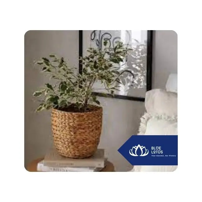 Woven Water Hyacinth Planter Handmade Decor for Indoor Plants from Blue Lotus