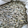 Custom Made Painted Natural Cowry Sea Shells with Angel Design Ethically Sourced Ocean Treasures for Craft Decor & Jewelry