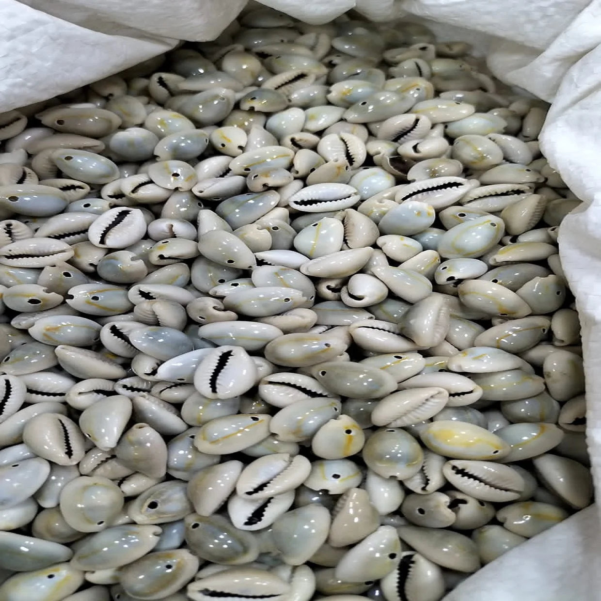 Custom Made Painted Natural Cowry Sea Shells with Angel Design Ethically Sourced Ocean Treasures for Craft Decor & Jewelry
