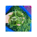 Dried Sea Grapes from Vietnam / Caulerpa Lentillifera Seaweed for Kitchen Use