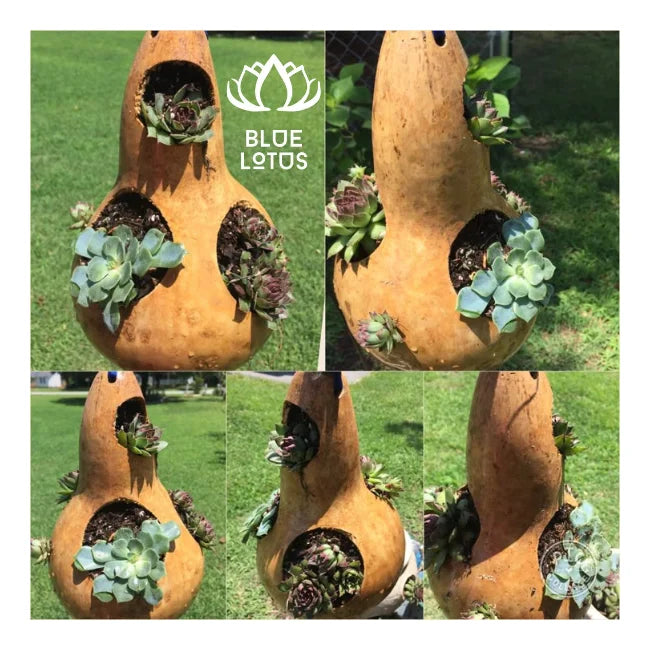 Adorn Your Space with Our BEST SELLING Gourd Plant Pots. HIGH QUALITY Eco-Conscious & Always AVAILABLE - BLUE LOTUS