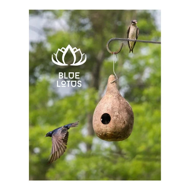 BEST SELLER Alert! Dried Gourd Bird Nests - Unique Garden Art & Wildlife Friendly. HIGH QUALITY Readily AVAILABLE - BLUE LOTUS