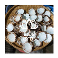 High-Quality Vietnam Seashells / Coastal Decor Accents & Creative Gifts for All Occasions