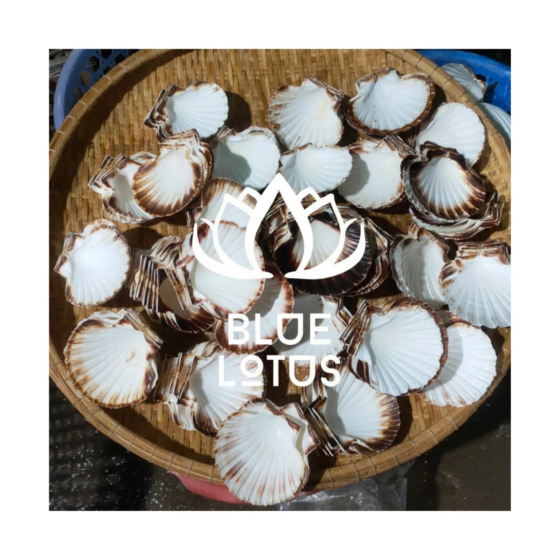 High-Quality Vietnam Seashells / Coastal Decor Accents & Creative Gifts for All Occasions