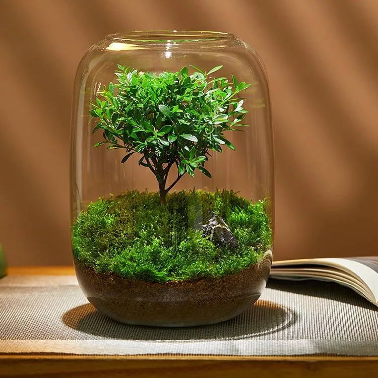 DIY Clear Glass Plant Terrarium 5.9"X8.27" Succulent Air Planter Fern Micro-Landscape Vase Home Office Terrarium Jars Wholesale MegaBDM