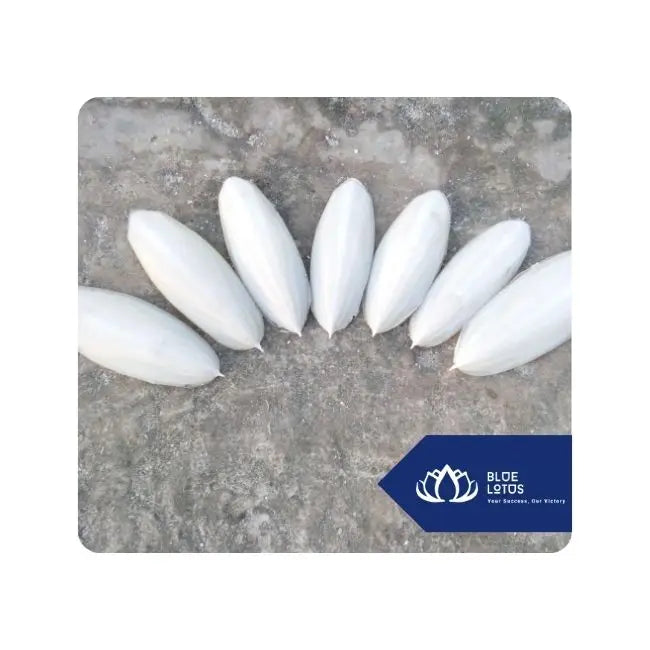 Available Cuttlefish Bone for Pet Birds Parrots Reptiles Calcium Rich Sustainable Chew for Daily Health Support Vietnam
