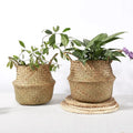 Customized Chlorophytum Succulent Green Growing Flowers Wall Gardening Rattan Hanging Basket