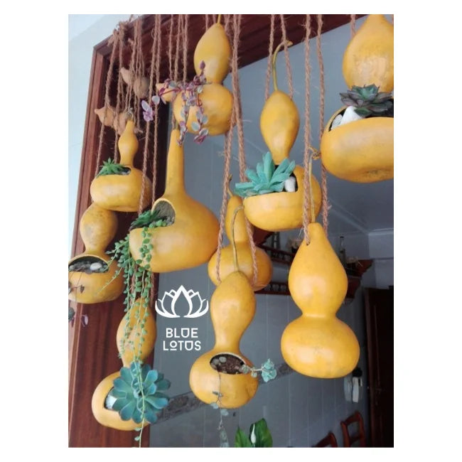 HOT SELLING! Handcrafted Gourd Plant Pots: Natural Beauty for Your Greenery. HIGH QUALITY & Always AVAILABLE - BLUE LOTUS