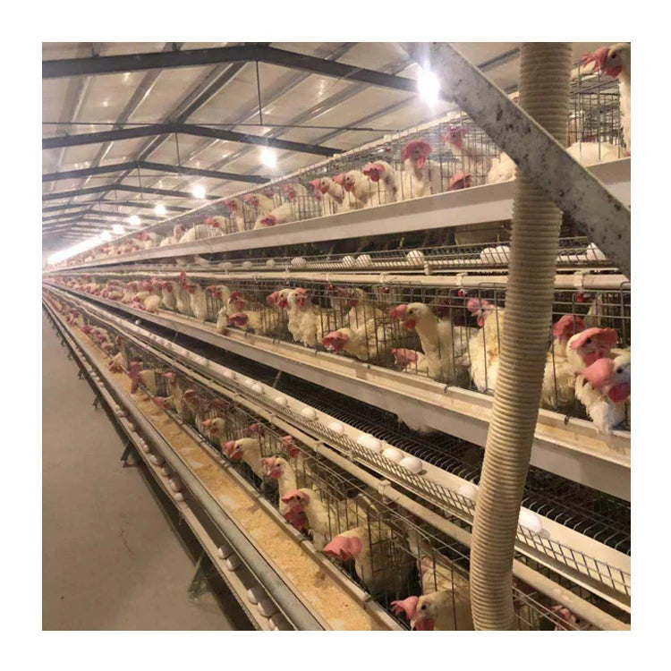 Large a Type Chicken Coop House Automatic Industrial Build Sale Cheaper Layer Chicken Cage for Laying Hens Hot Metal New
