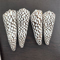 Custom Made Authentic Spotted Cone Shells Home Decor Jewelry Supplies Art Deco Design Glass Crystal One-of-a-Kind Creation