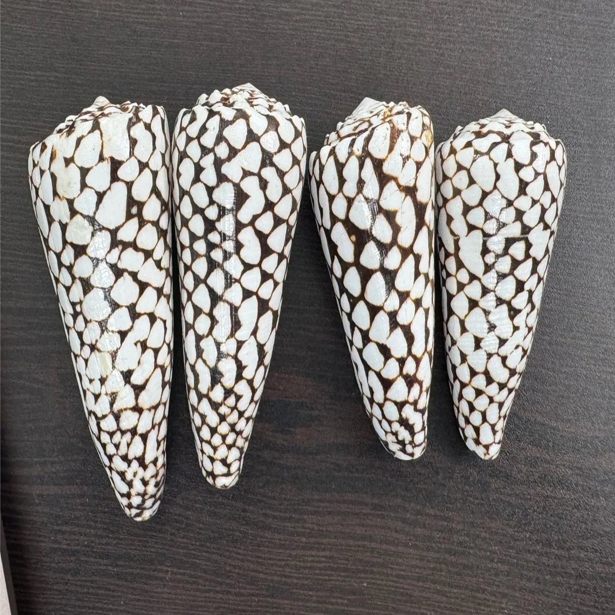 Custom Made Authentic Spotted Cone Shells Home Decor Jewelry Supplies Art Deco Design Glass Crystal One-of-a-Kind Creation