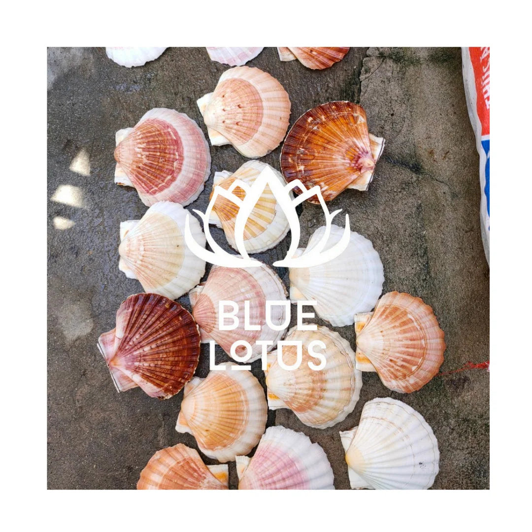 Handpicked Seashells from Vietnam / Perfect for Beach-Themed Home Decor & Unique Gifts