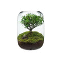 Handmade Modern Round Glass Vase in Clear and Gray for Home Moss Microlandscape and Hotel Use for Flowers