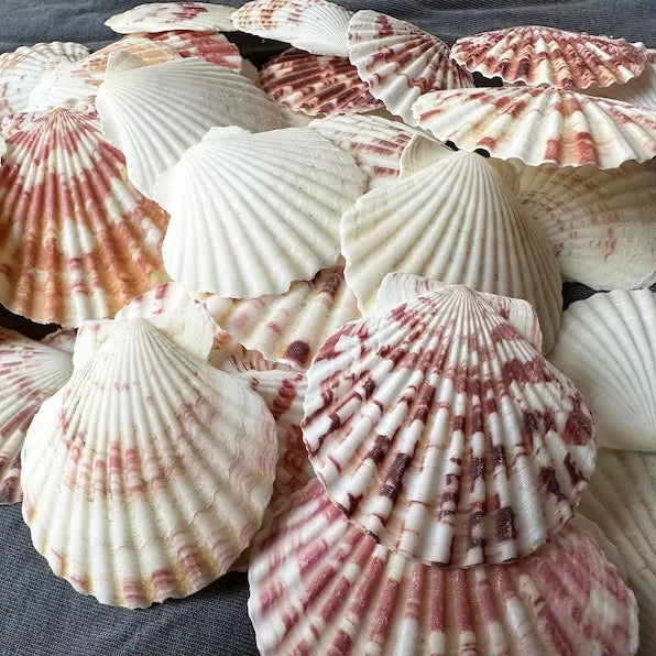 Genuine Center Cut African Cowrie Shells Cypraea Annulus Raw Mixed | Modern Natural Folk Art Seashells for Divination Christmas