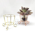 Professional Succulent Pot Mini Cactus Plant Flower Pots with Metal Stand for Garden Display