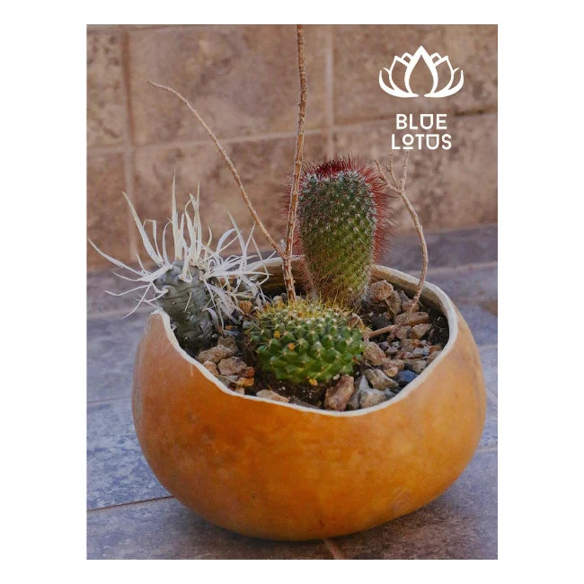 Elevate Your Plants High Quality Best Selling Rustic Gourd Plant Pots Irregular Shape. Naturally Beautiful Available Globally