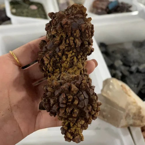 Dinosaur Excrement Fossil Crystal Raw Stone Natural Specimen Rare Collectible