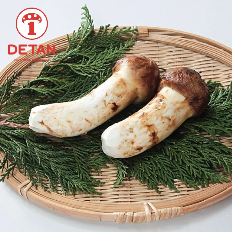 Detan Export Fresh Agaricus Blazei Tricholoma Matsutake Mushroom for Sale