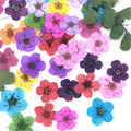 Y-E016 Wholesale Real Dried Pressed Flower 15 Colors Nail Daffodils Pressed Flowers for Resin Jewelry Necklace Nail Decoration
