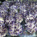 Wholesale Natural Stone Energy Stone Purple Ghost Crystal Amethyst Quartz Cluster for Healing
