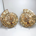 Wholesale High Quality Natural Ammonite fossil Mineral Specimen Slice Big Ammonite Fossils for Decoration
