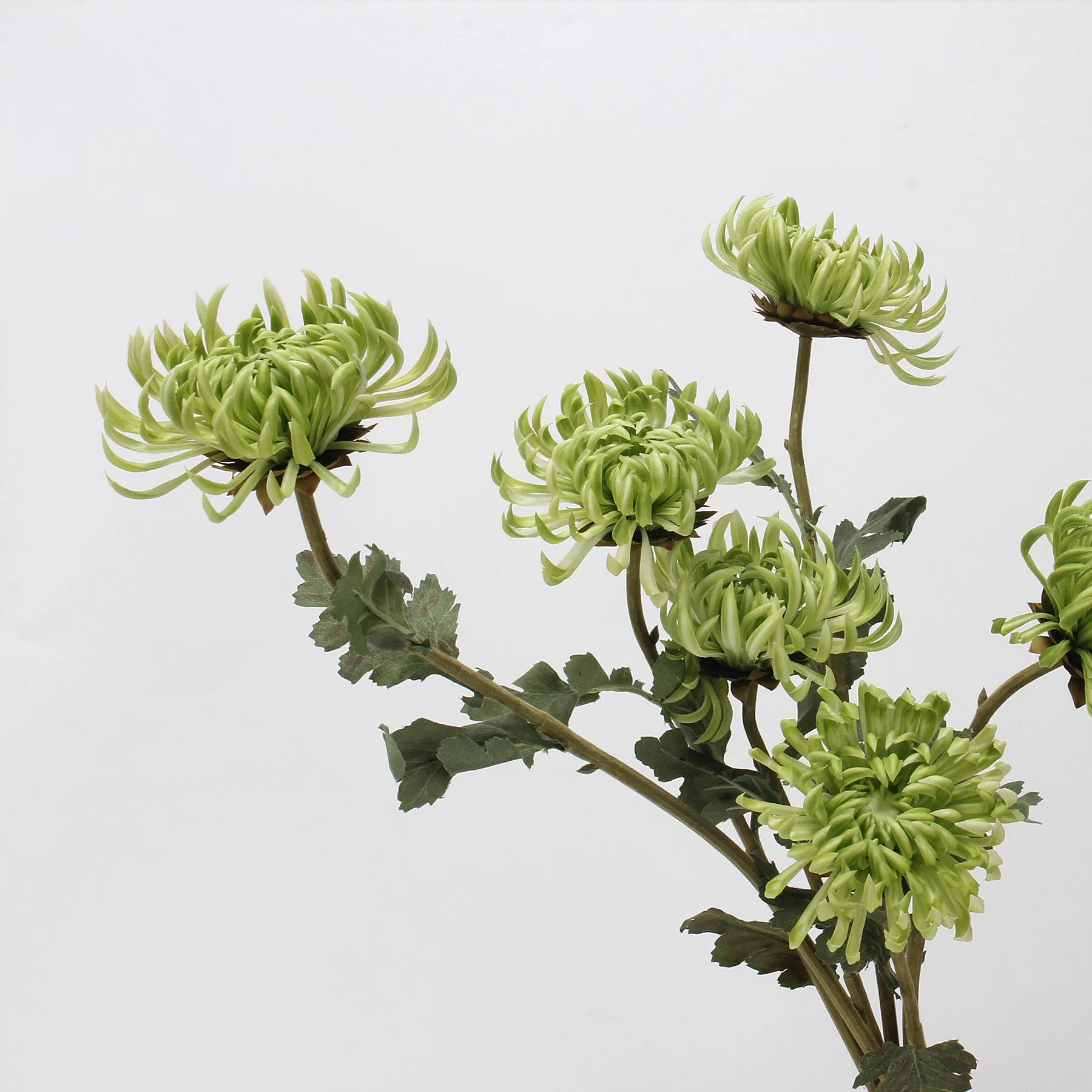 Y0008 Wholesale High Quality Artificial Real Touch PU Chrysanthemum Dahlia Flowers Wedding Home Party Decoration
