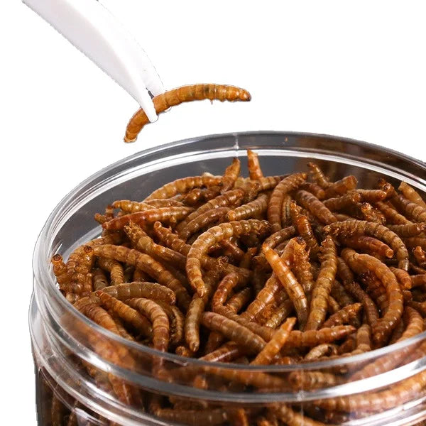 Microwave Oven Wholesale Custom Packaging Yellow Mealworm Larvae