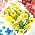 Dry Flower Materials DIY Makeup Nail Phone case Frame Plant Flower Real Natural Dried Pressed Flower