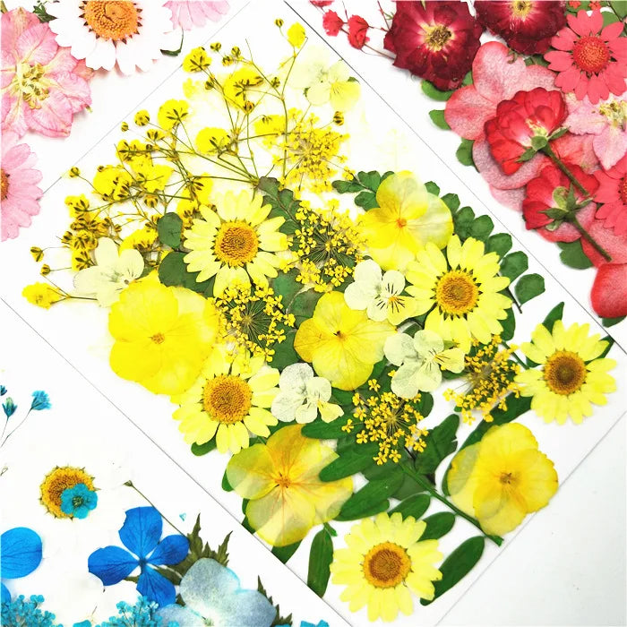 Dry Flower Materials DIY Makeup Nail Phone case Frame Plant Flower Real Natural Dried Pressed Flower