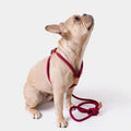 No Pull for Rolled Dog Traction Nylon Rope Leash Harness Set All in One for Walking