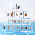 Resin Paperweight Real Conch Shell Specimen Seashell Decor Paper Weights Decorative Craft Gift Paperweights for Home Table Decor