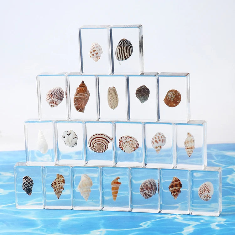 Resin Paperweight Real Conch Shell Specimen Seashell Decor Paper Weights Decorative Craft Gift Paperweights for Home Table Decor