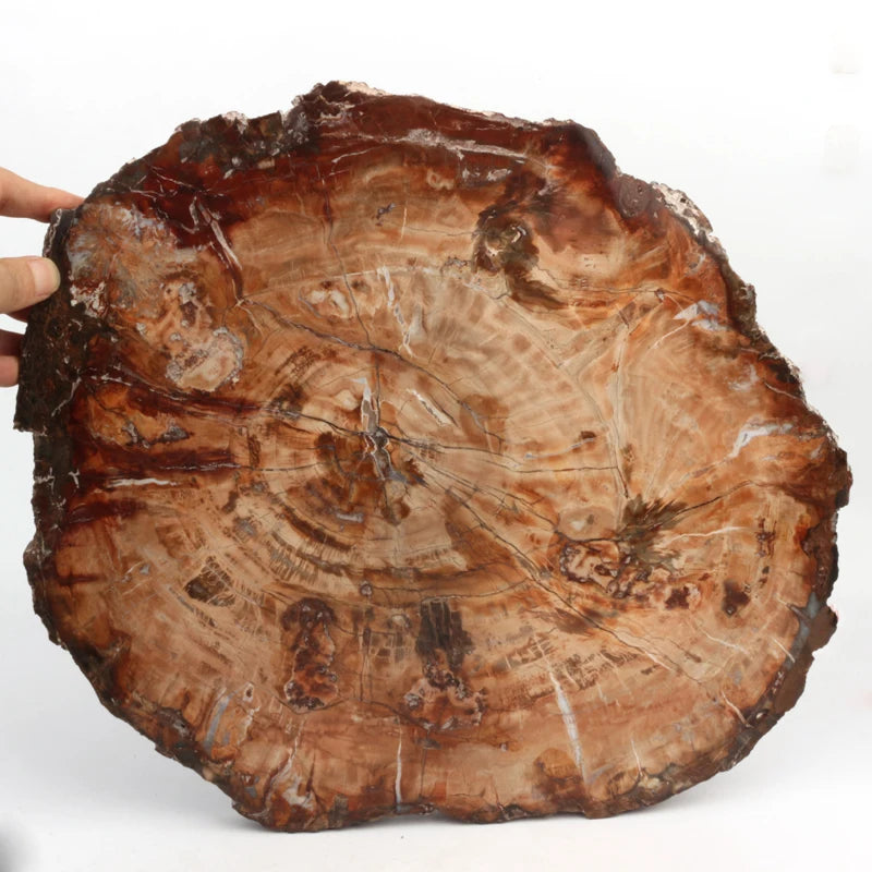 Polished Large Natural Petrified Wood Slab Petrified Wood Slice for coaster Serving Tray Cheese Board