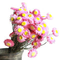 Hot Selling Natural Dried Flowers Small Chamomile Artificial Real Flowers Helichrysum Chrysanthemum Graduation Easter