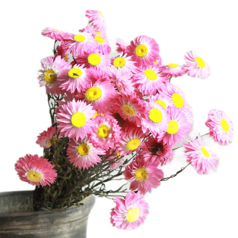 Hot Selling Natural Dried Flowers Small Chamomile Artificial Real Flowers Helichrysum Chrysanthemum Graduation Easter