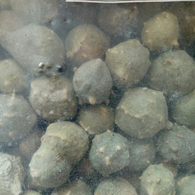 Natural Cheap Price Quercus Infectoria (Oak) Gall for Sale