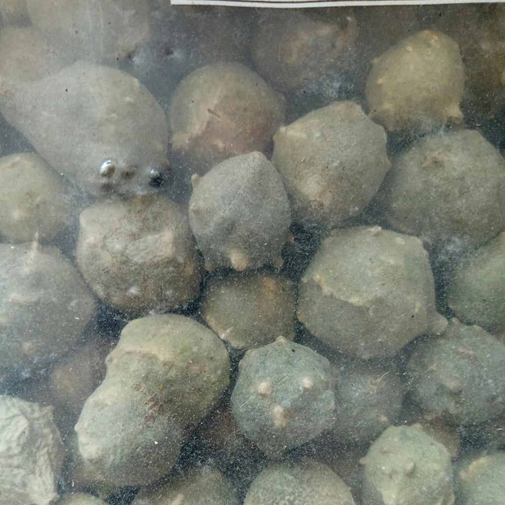 Natural Cheap Price Quercus Infectoria (Oak) Gall for Sale
