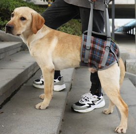 Wholesale Male Dog Diaper Wrap with Leash for Walking
