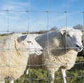 Top Sale Deer Cattle Field Fence Hinged Joint Wire Mesh Roll for Pasture Farm Guard Wholesale Metal Livestock Fence Panel Fence