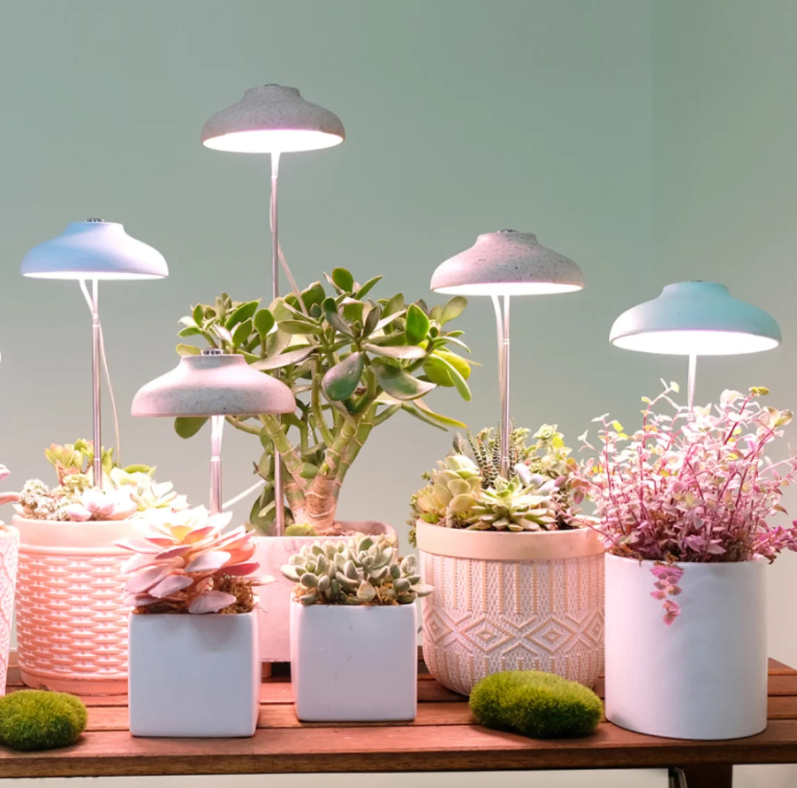 J&C Minigarden Charloe Height Adjustable USB Colourful Umbrella Plant Grow Indoor Light for Plants