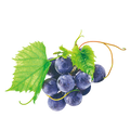 HL- Italy Grapeseed Oils Supplier1kg Bulk Grape Seed Oil Carrier Oil for Face & Essential Oil Diluting | Cold Pressed