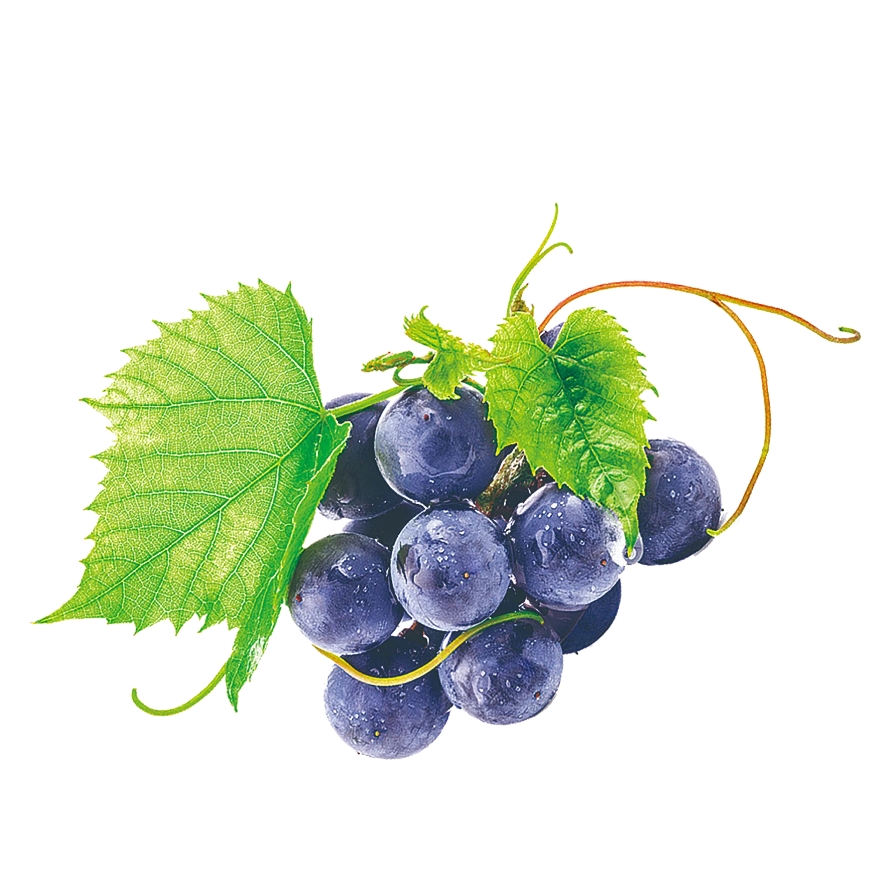 HL- Italy Grapeseed Oils Supplier1kg Bulk Grape Seed Oil Carrier Oil for Face & Essential Oil Diluting | Cold Pressed
