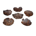 Household Coconut Shell Soap Dishes Dispenser Soap Holder Natural Handmade Natural Wooden Bathroom Soap Dish Box