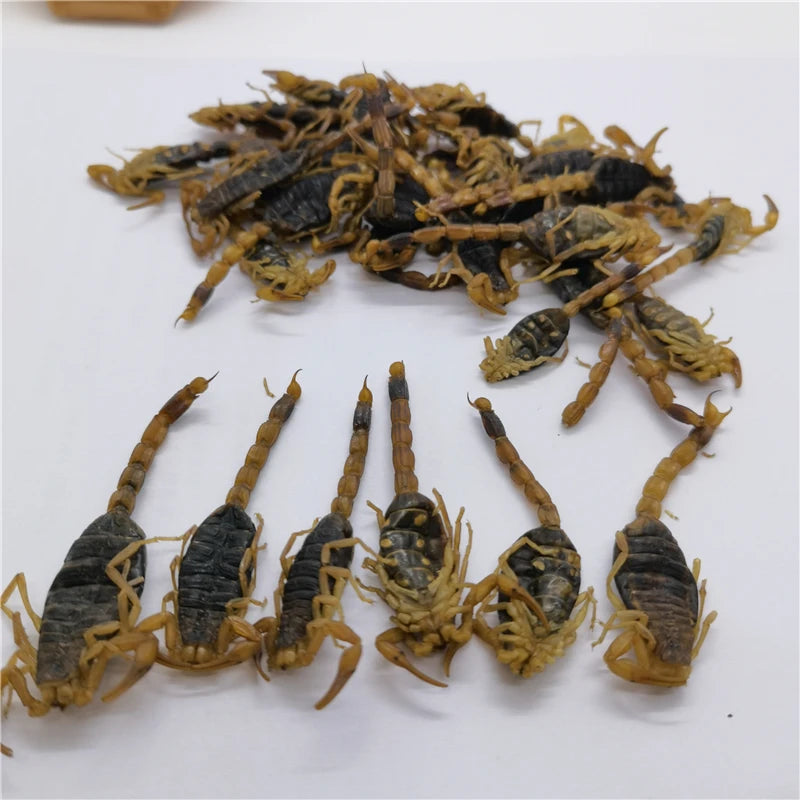 Quan Xie Wholesale Natural Black Dried Scorpion Dry Scorpions for Herb Spice