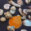 Wholesale New Different Styles Natural Sea Shell Earrings Pendant Jewelry Unique Natural Shell Gilded Conch Nautical Jewelry