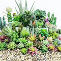 OEM Factory Direct Wholesale Mini Gardening Home Decorate Artificial Succulent Grass Plants Hot Sales Plastic Materials