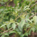 Dried Toddalia Asiatica Leaves and Twigs Toddalia Asiatica Herb for Sale