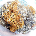 Hong Xue Cha Specialty Healthy Wild Tibet Lethariella Cladonioides for Tea